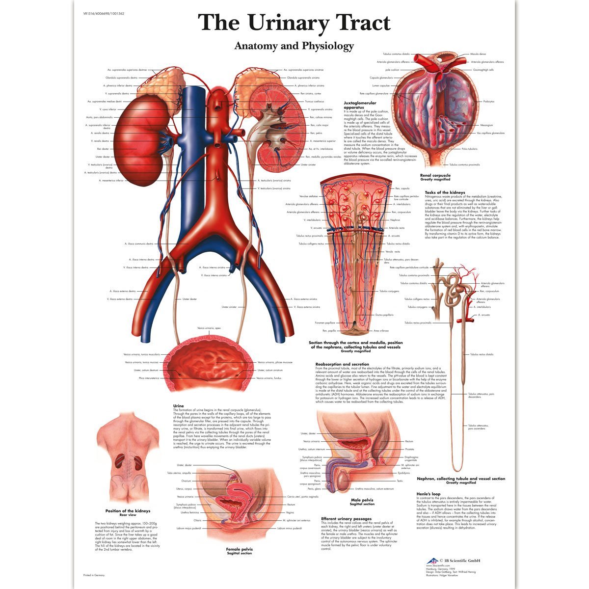 diabetes-and-urinary-tract-infections-diabetes-support-site